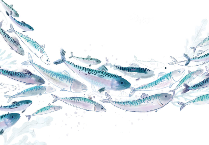 Print-WF805P - Mackerel Shoal-Whistlefish