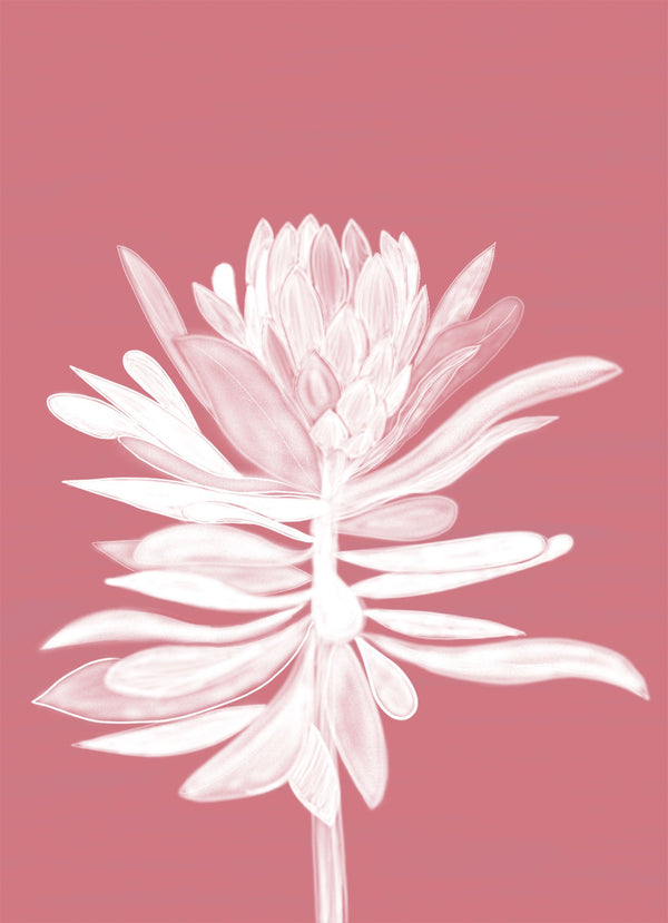 Print-WF916P - Pink Protea Small Framed Print-Whistlefish