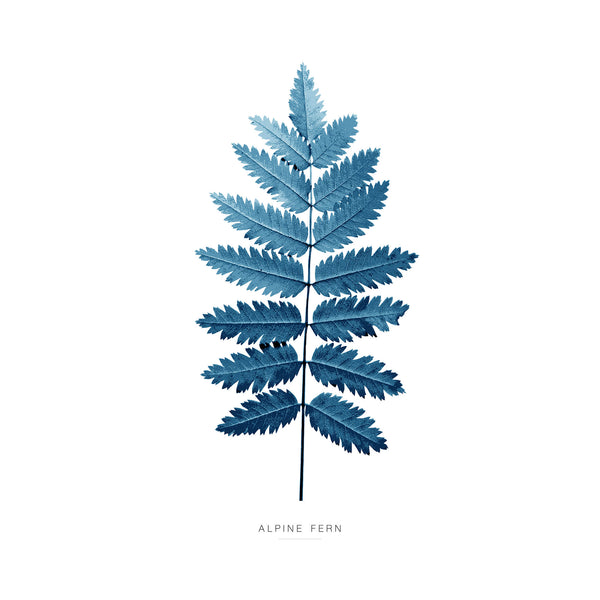 Print-WT100P - Alpine Fern Art Print-Whistlefish