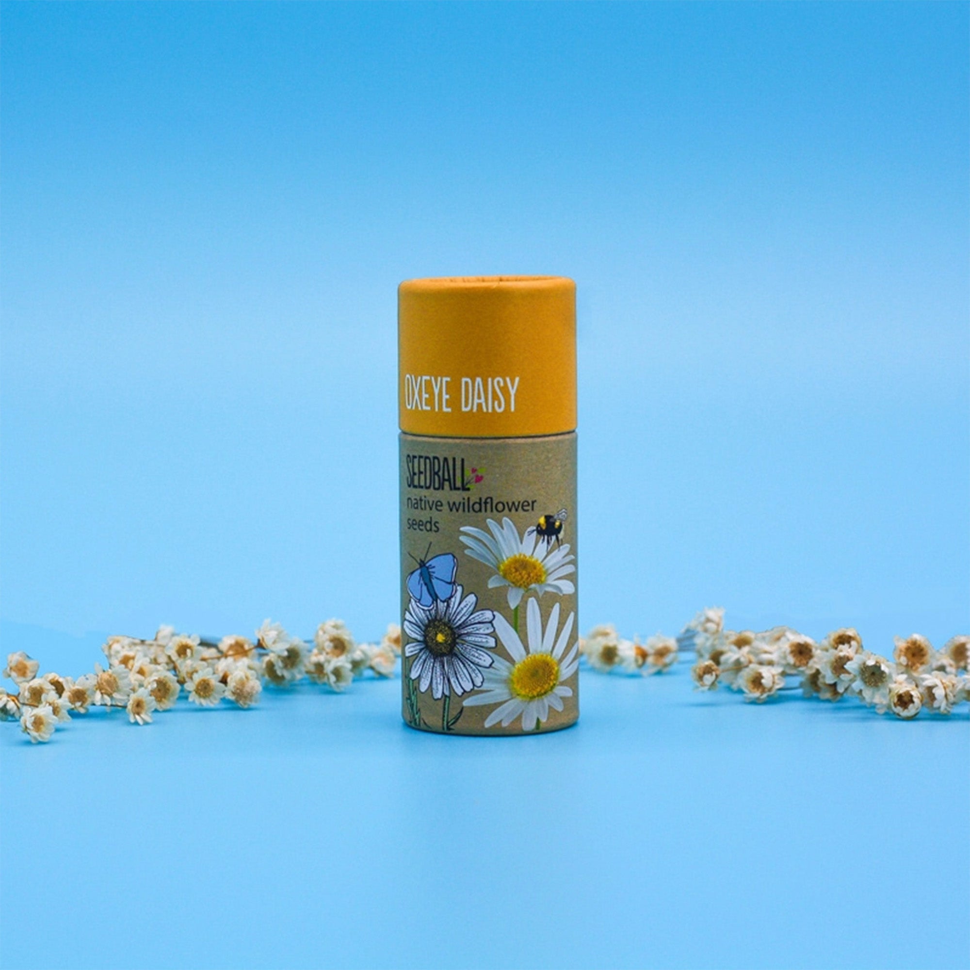 SBT-OXEYE - Wildflower Seedball Tube Oxeye Daisy