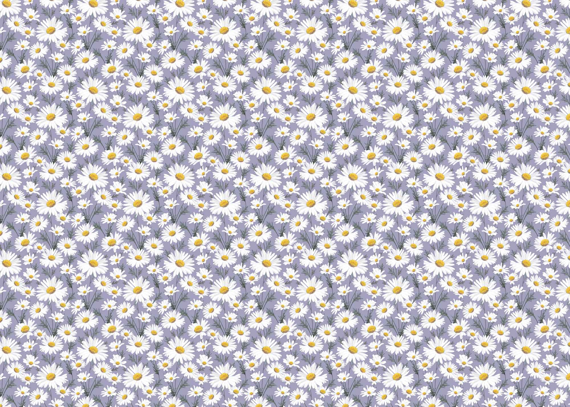 Wrapping Paper - GWP18 - Oxeye Daisy Wrapping Paper - Giant Daisy Wrapping Paper - Whistlefish