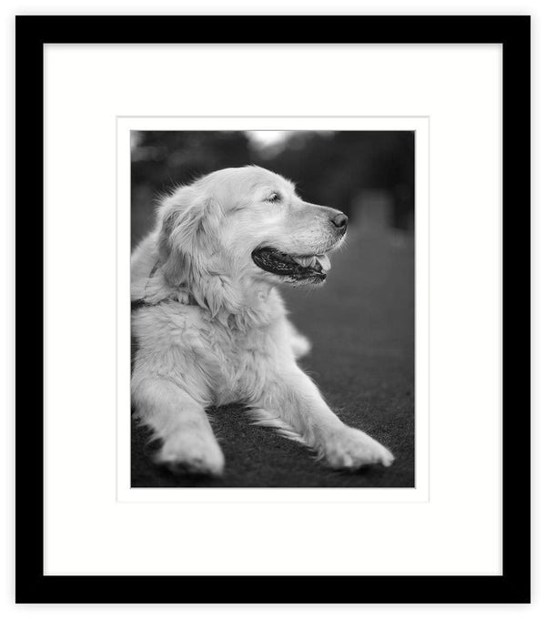 Picture Frame-AF08F - 20 x16 inch Black Art Print Frame-Whistlefish