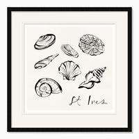 St Ives Shells framed print featuring black ink illustrations of various seashells on a cream background in a black frame.