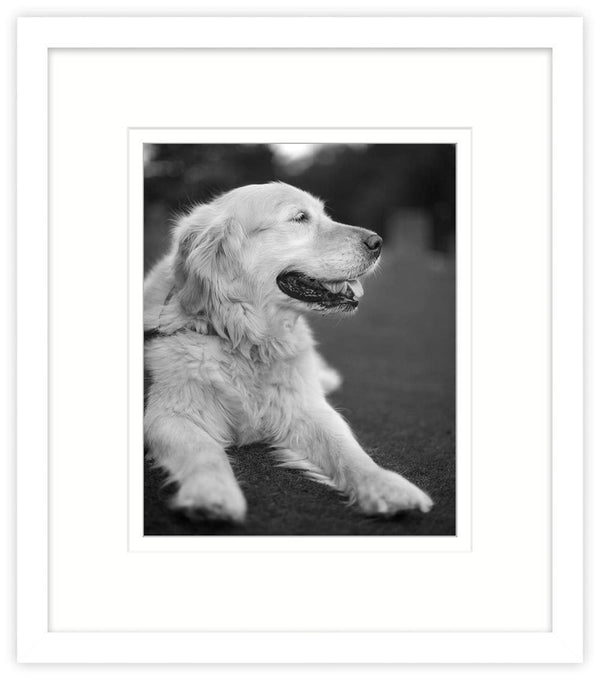 Picture Frame-AF04F - 20 x 16 inch White Art Print Frame-Whistlefish